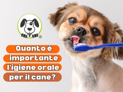 Perché l'igiene orale è così importante per il tuo cane?